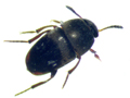 Ptomaphagus subvillosus
